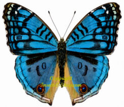 Junonia rhadama
