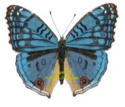 Junonia rhadama