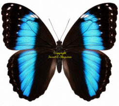 Morpho achilles