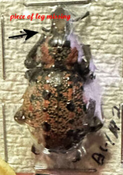 Brachycerus sp. #3
