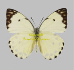 Belenois calypso