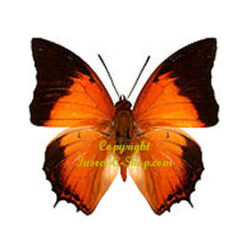 Charaxes affinis affinis