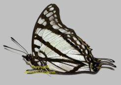 Charaxes betsimisaraka