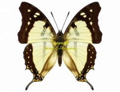 Charaxes zoolina betsimisaraka