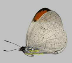Colotis evanthe