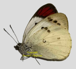 Colotis guenei