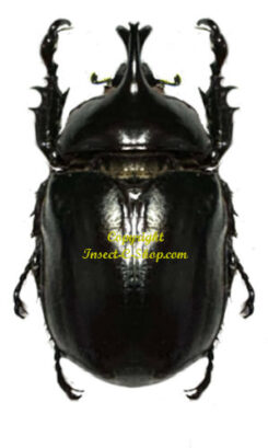 Cyphonistes burmeisteri