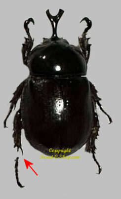 Cyphonistes inermicollis