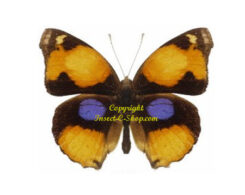 Junonia hierta