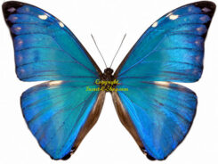 Morpho marcus ( =adonis )