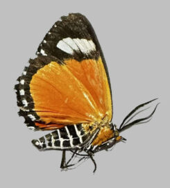 Noctuidae sp. #4