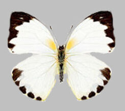 Nepheronia argia argia