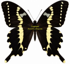 Papilio delalandei