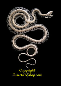 Ptyas korros  ( squelette double roulant )