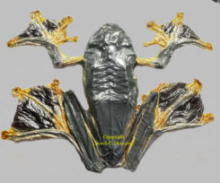 Rhacophorus reinwardtii ( sitting )
