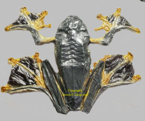 Rhacophorus reinwardtii ( sitting )
