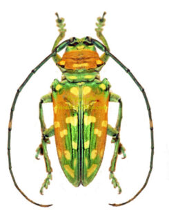 Sternotomis flavomaculata ( rare )