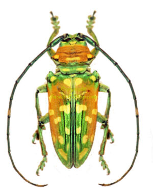 Sternotomis flavomaculata ( rare )
