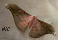 Antheraea frithi #10