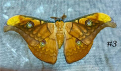 Antheraea frithi #3
