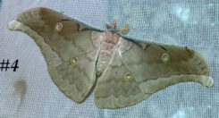 Antheraea frithi #4