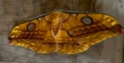 Antheraea frithi #5