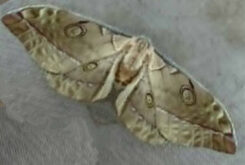 Antheraea frithi #6