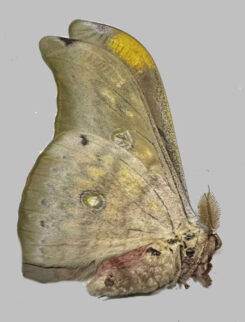 Antheraea frithi #7