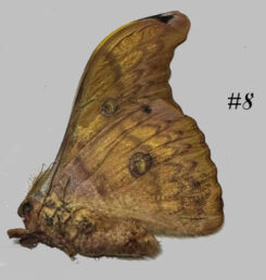 Antheraea frithi #8
