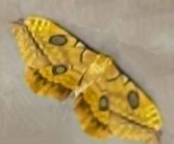 Antheraea frithi #9