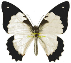 Graphium endochus