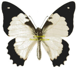 Graphium endochus