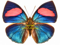 Memphis ( Anaea  ) anna anna