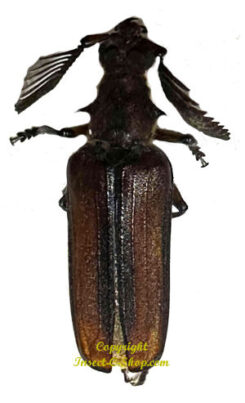 Plectogater mirabilis ( rare )