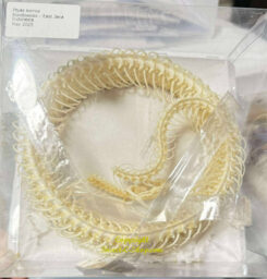 Ptyas korros ( coiled skeleton )