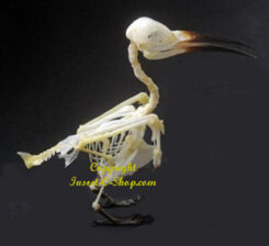 Merops philippinus javanicus ( squelette )