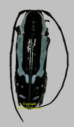 Tragocephala caerulescens morphe gorilloides