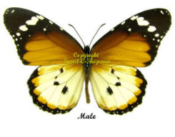 Danaus chrysippus