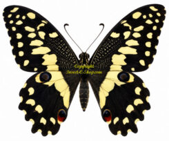 Papilio ( Princeps ) demodocus