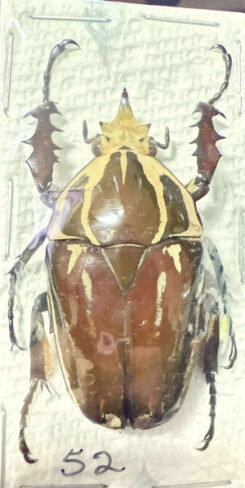 Mecynorhina torquata ugandensis ( reared )