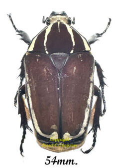 Mecynorhina torquata ugandensis ( élevage )