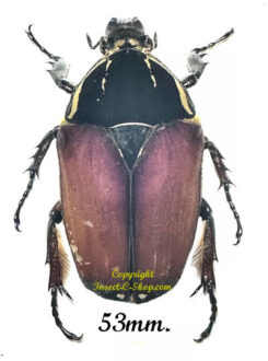 Mecynorhina torquata ugandensis ( élevage )