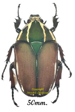Mecynorhina torquata ugandensis ( élevage )