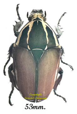 Mecynorhina torquata ugandensis ( élevage )