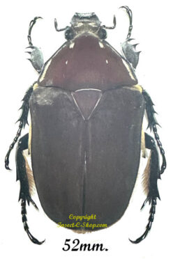 Mecynorhina torquata ugandensis ( élevage )