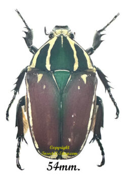 Mecynorhina torquata ugandensis ( élevage )