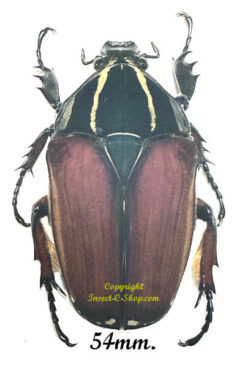 Mecynorhina torquata ugandensis ( élevage )