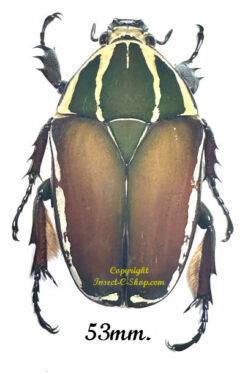 Mecynorhina torquata ugandensis ( élevage )