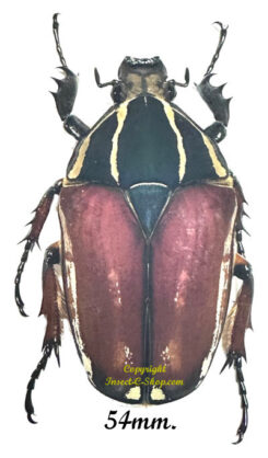 Mecynorhina torquata ugandensis ( élevage )