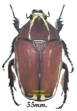 Mecynorhina torquata ugandensis ( élevage )